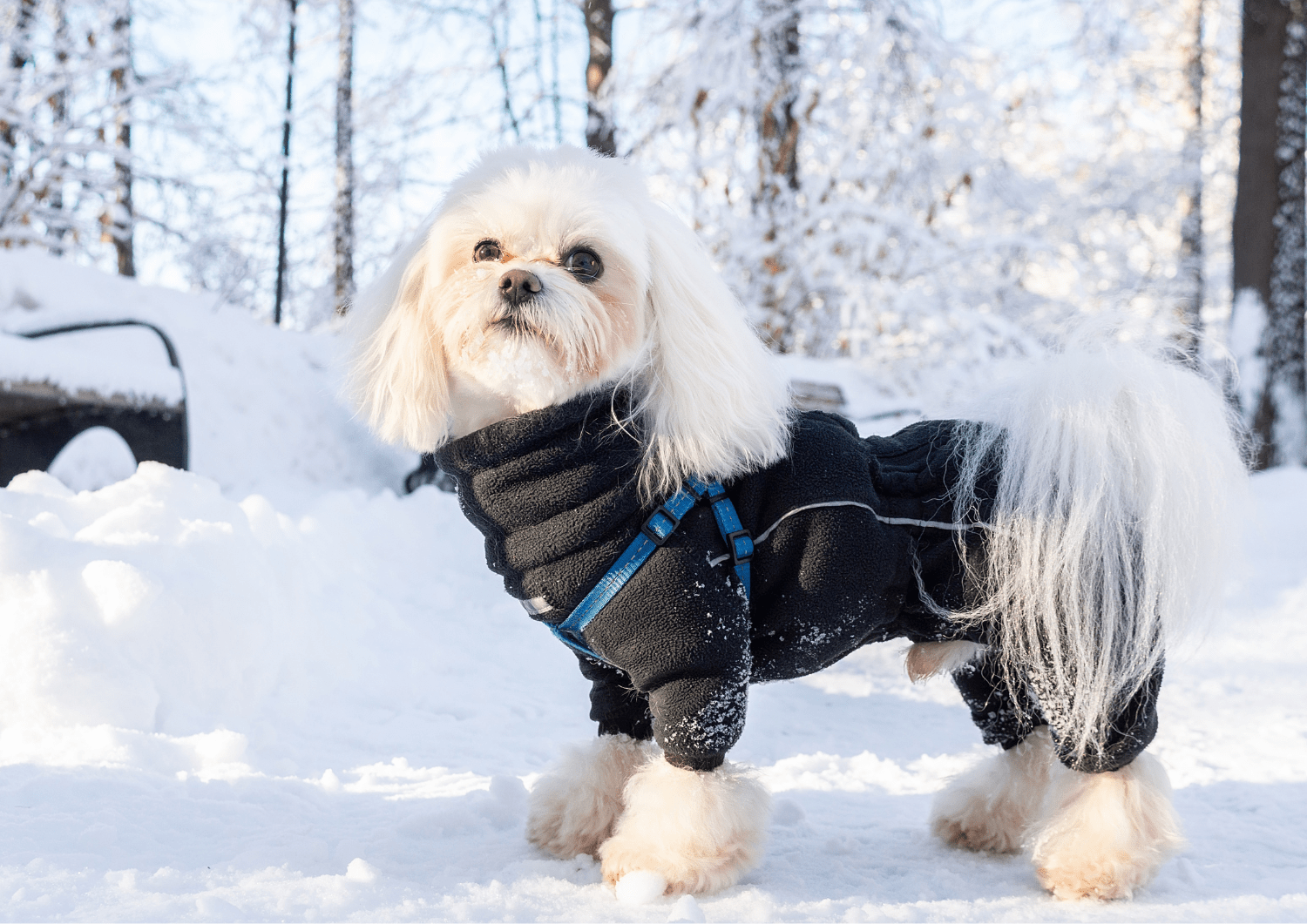 dog with winter layer on