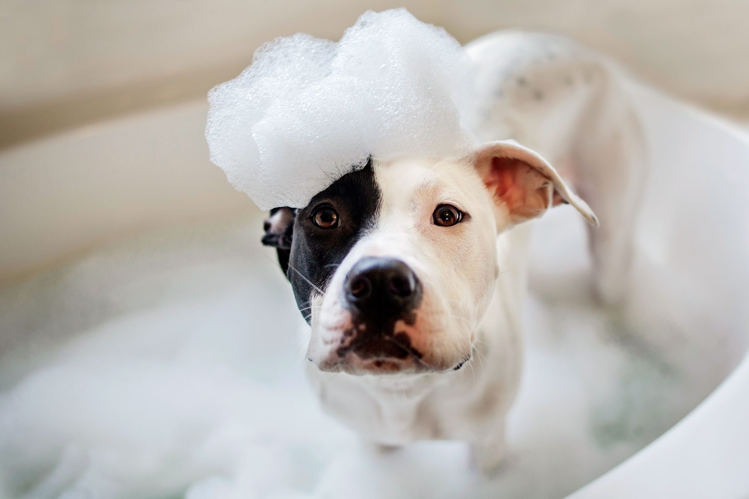  dog in bath with suds on them