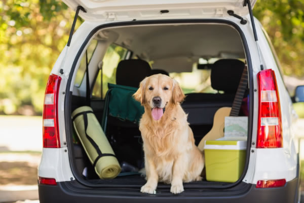 Taking your Dog on a Road Trip! 