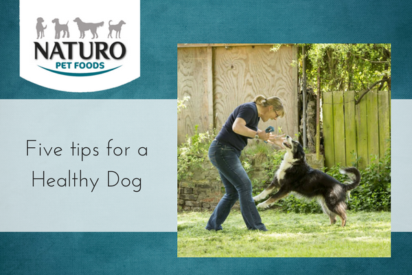 Five Tips for a Healthy Dog