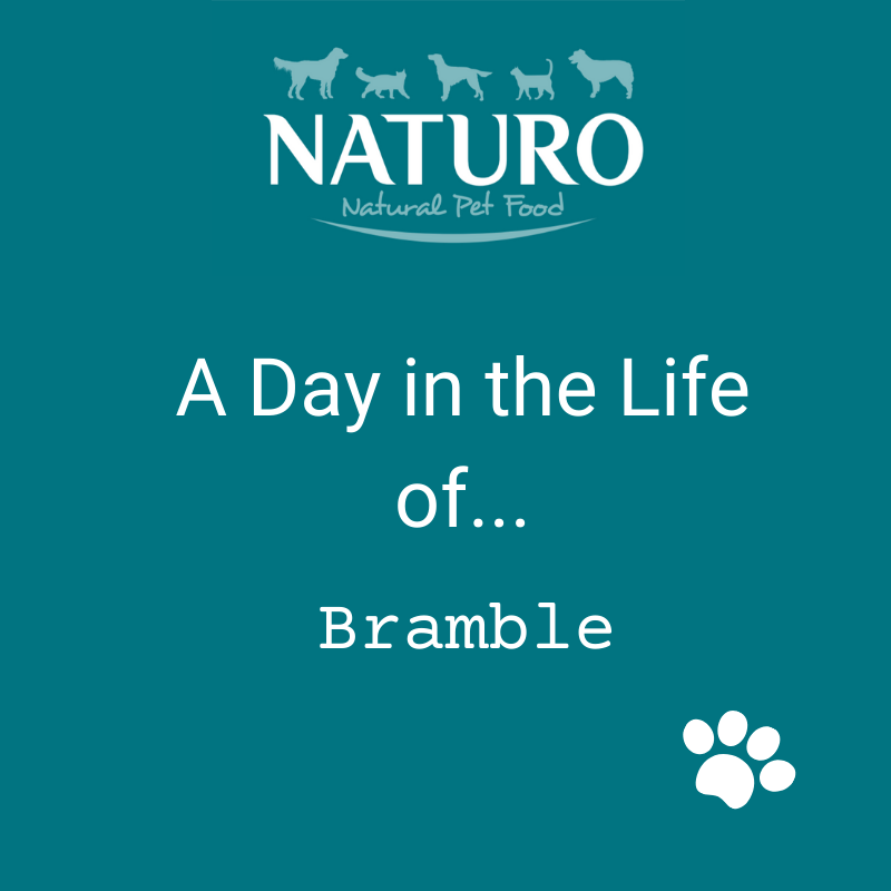 A Day in the Life of... Bramble