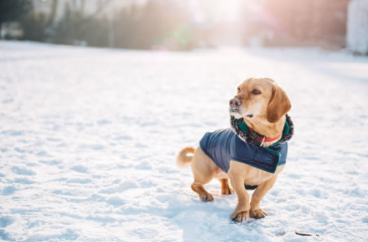 Tips for Dog Walking in Winter