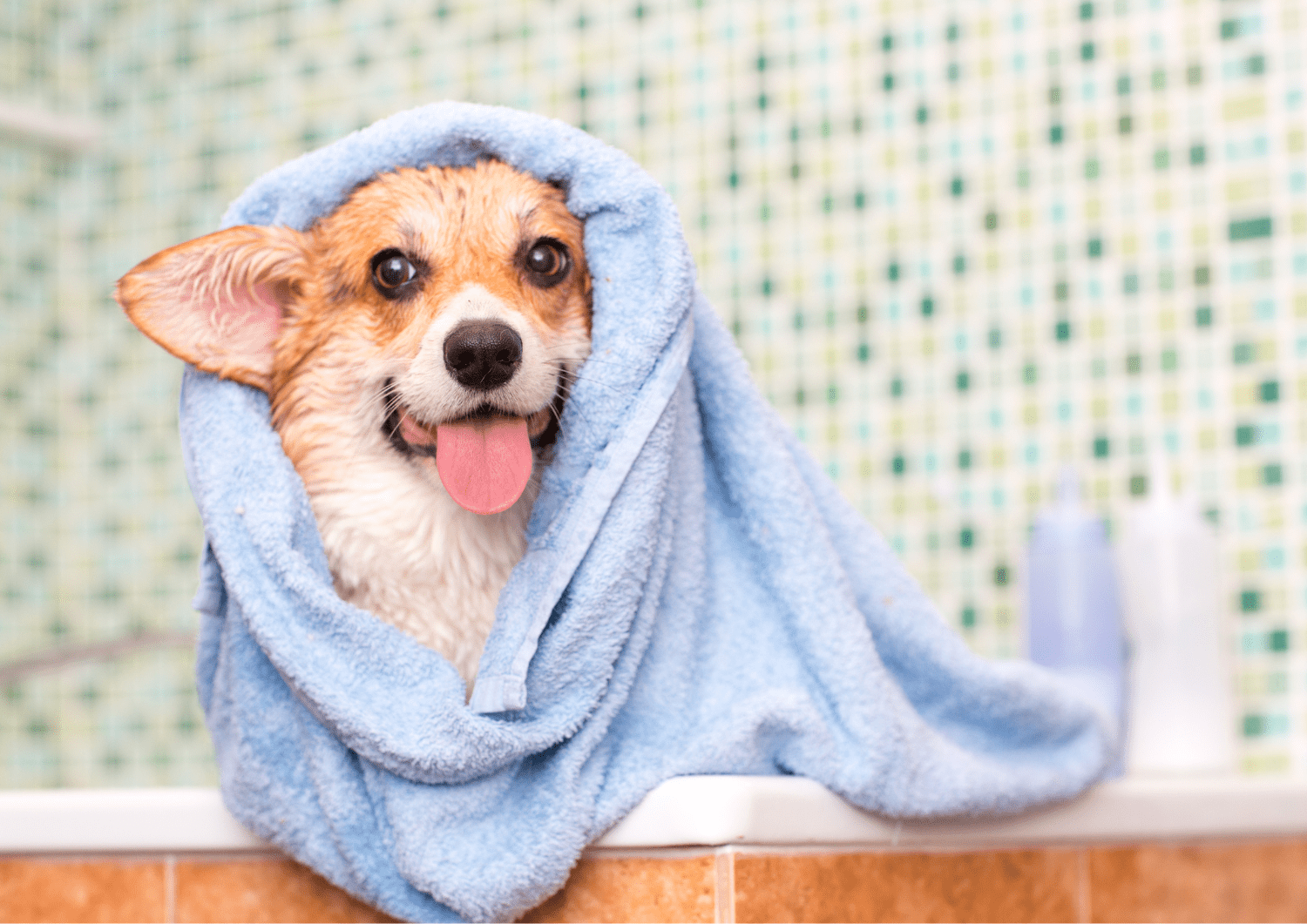 dog getting dried with towel