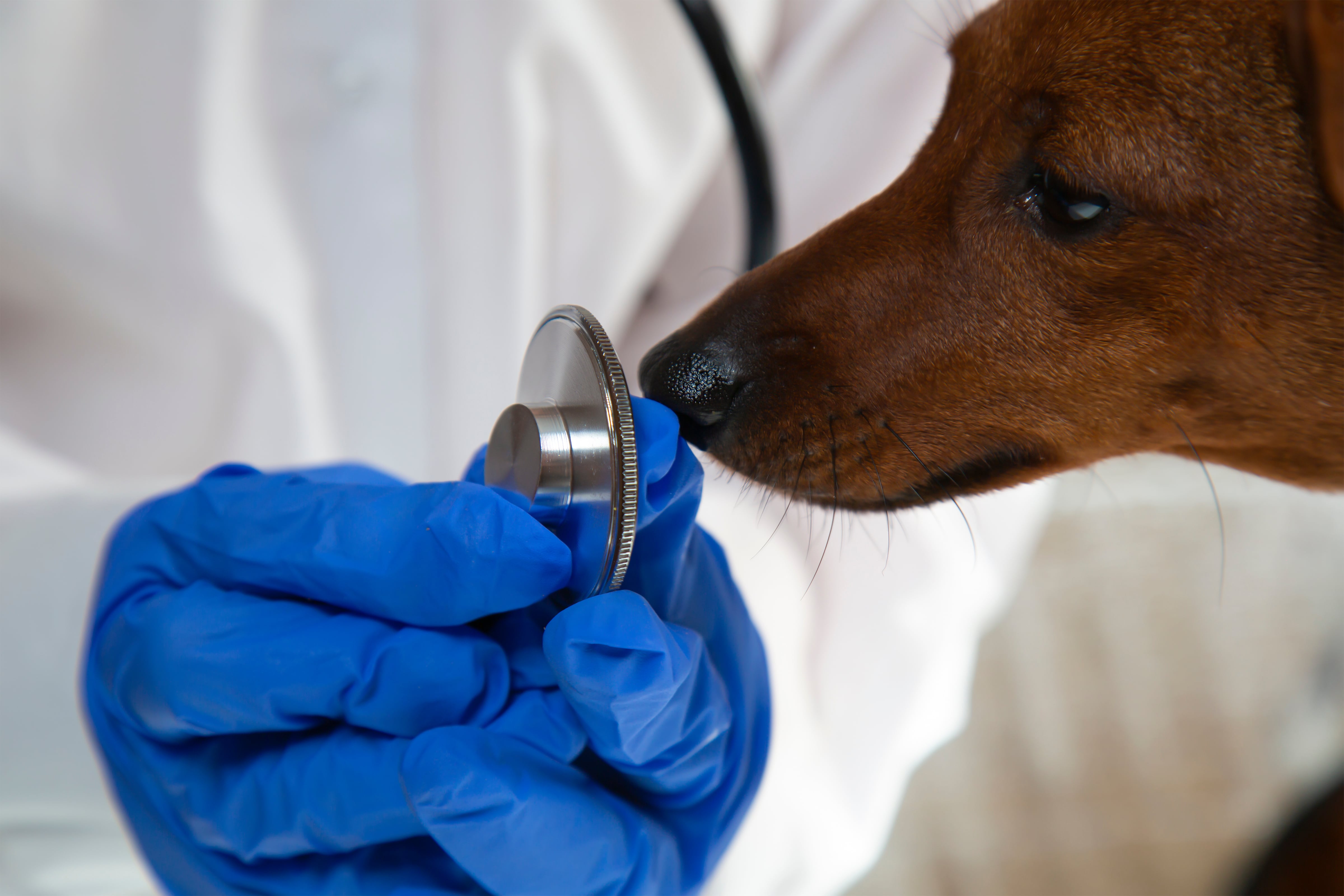 dog sniffing stetescope