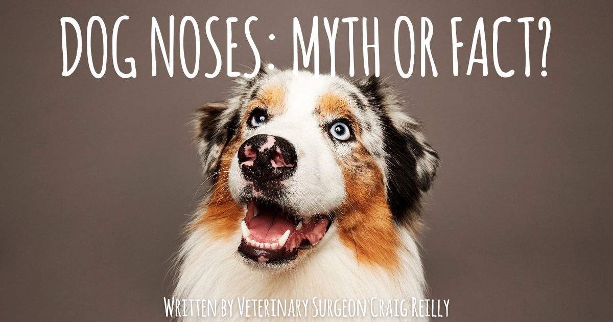 Dog noses: Myth or Fact?