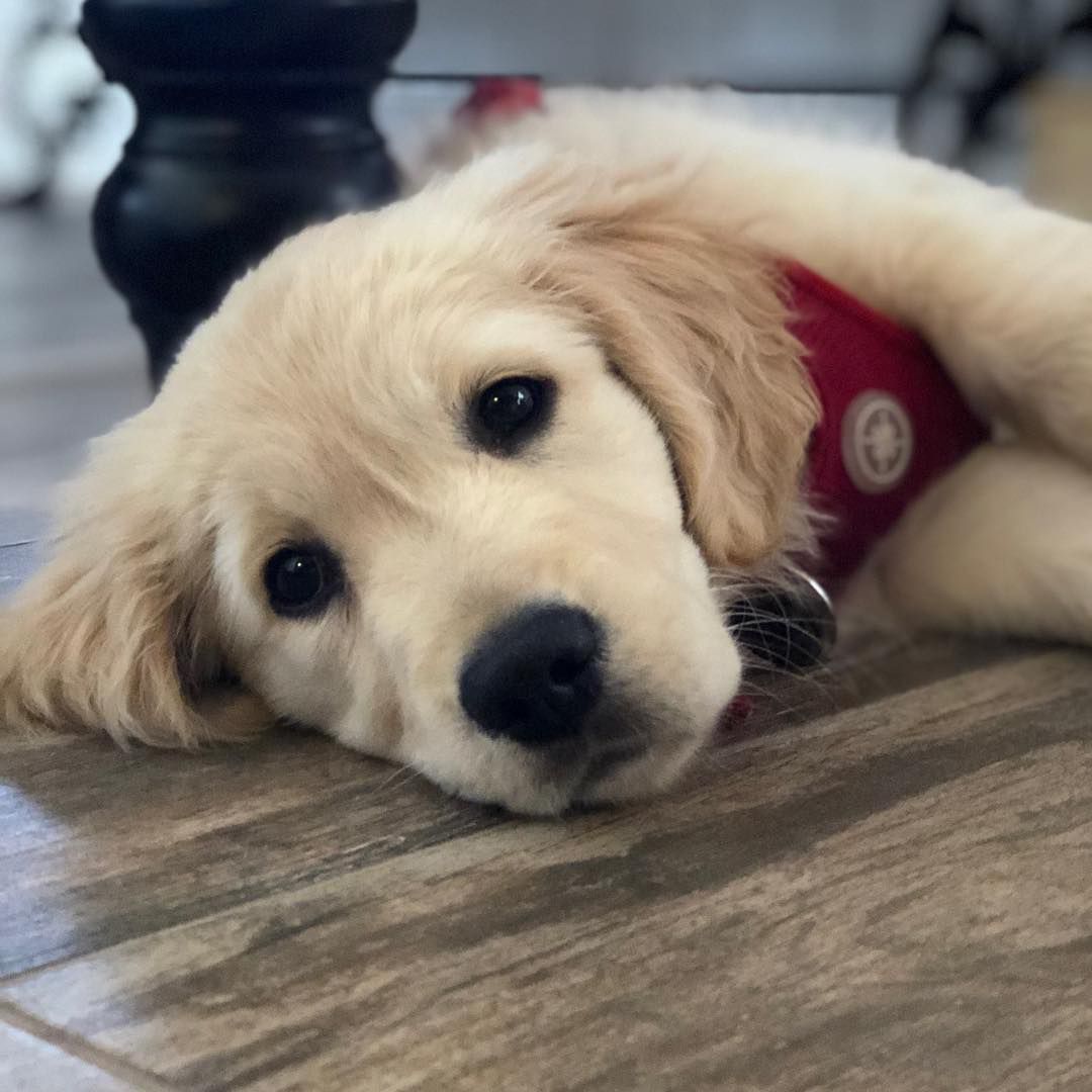 Dog wearing a harness lies tired on the floor looking at the camera